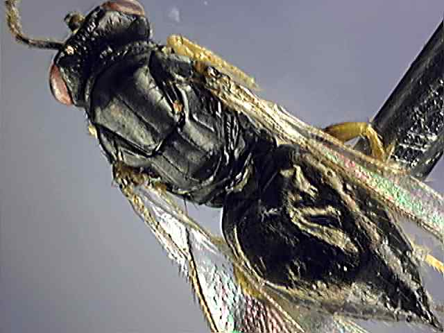Eulophidae 2